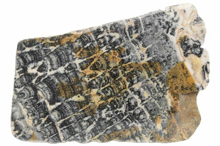 Proterozoic Columnar Stromatolite (Asperia) Slab - Australia #221469